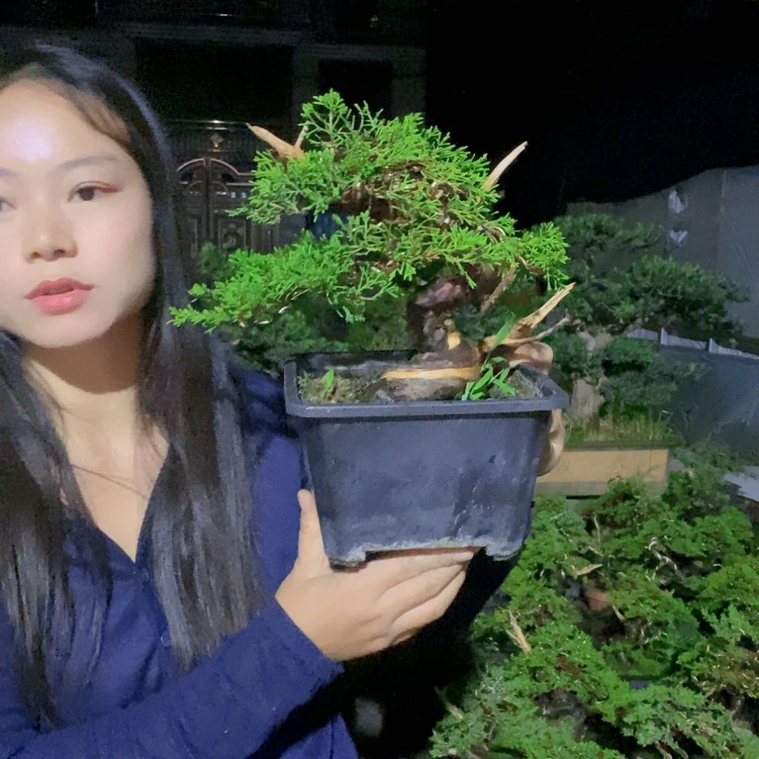 无花朵真柏盆景造型