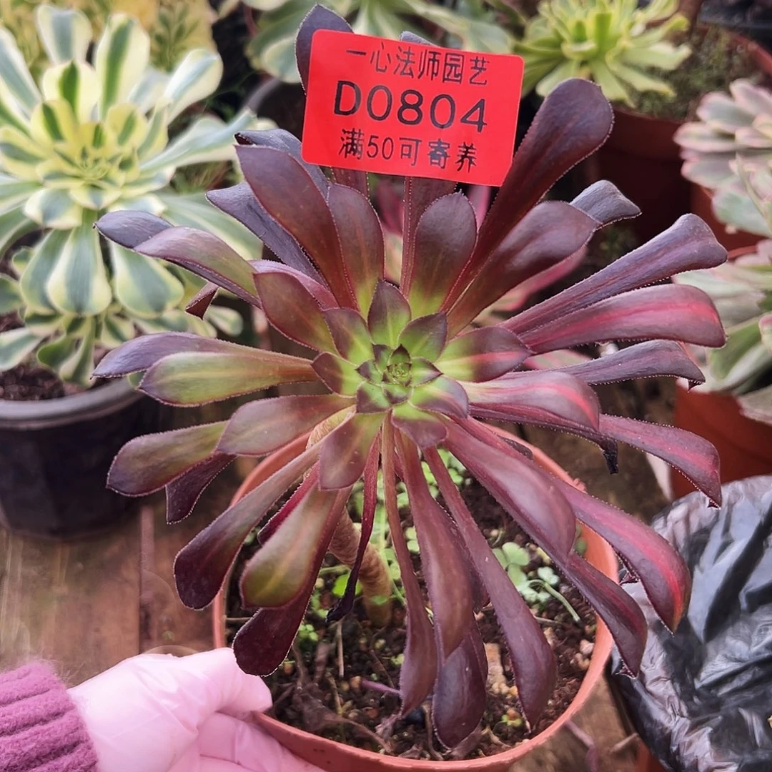 多肉植物多肉植物0804