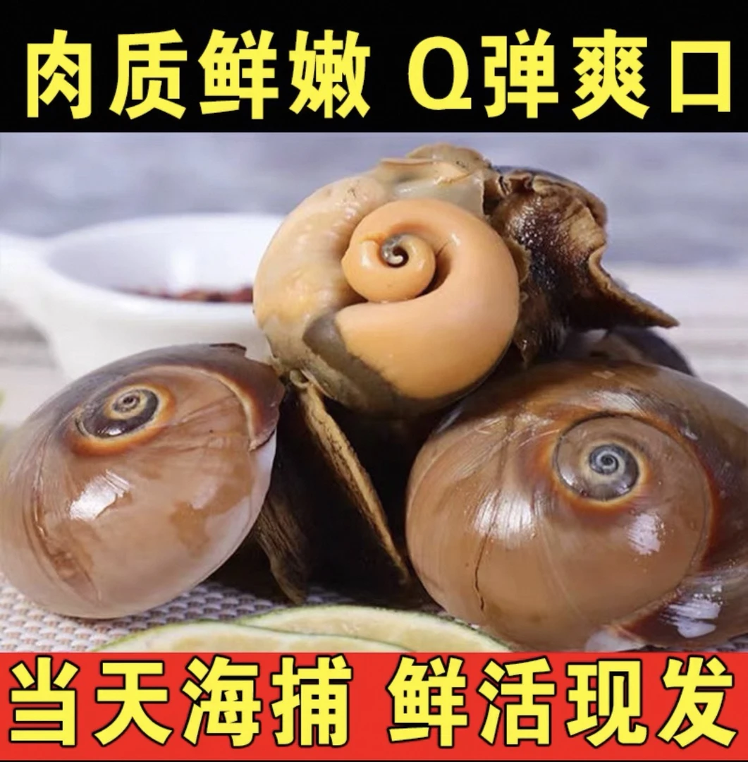新鲜海捕鲜活猫眼螺 每斤6-12个左右（鲜活发货 到货保鲜不保活）
