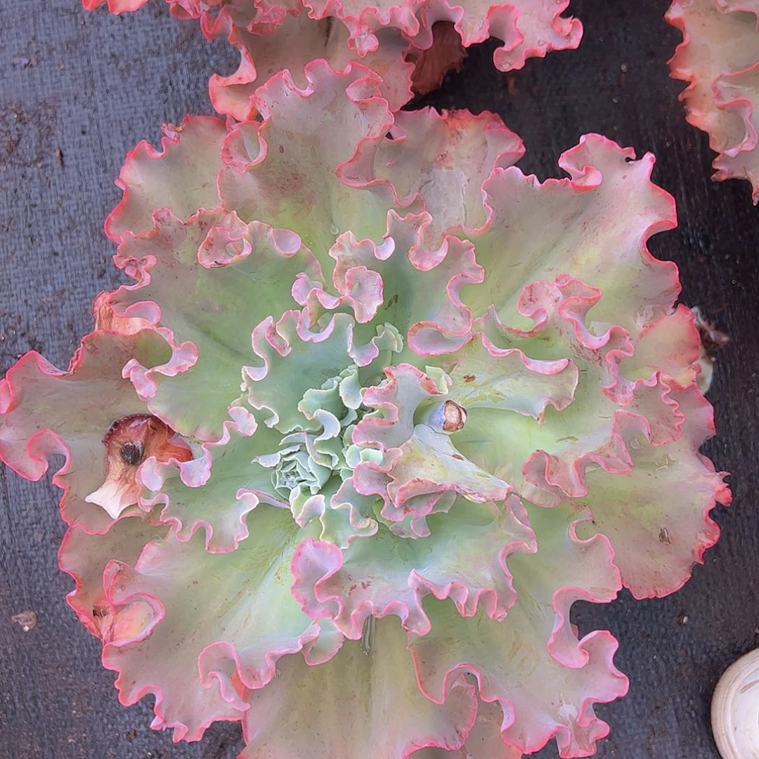 高莎之翁 大包菜