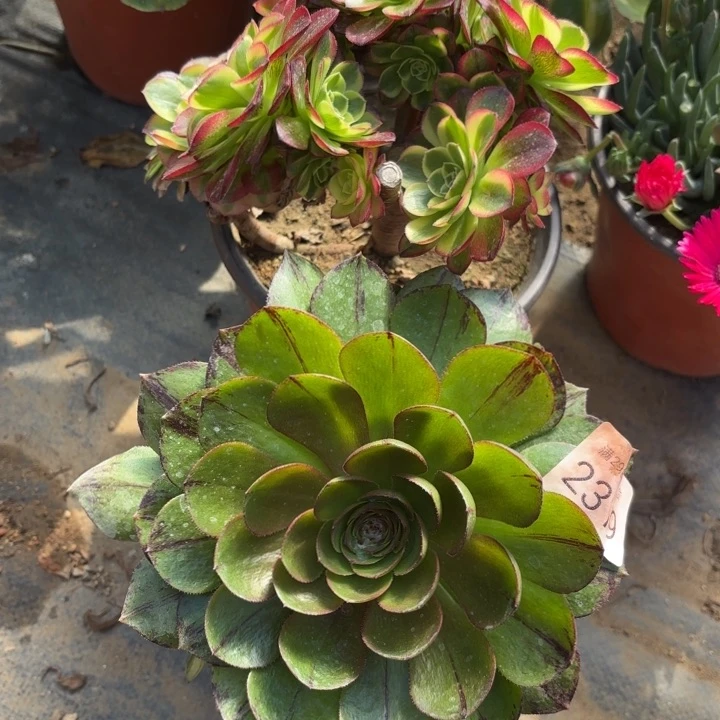 2颗多肉法师2319