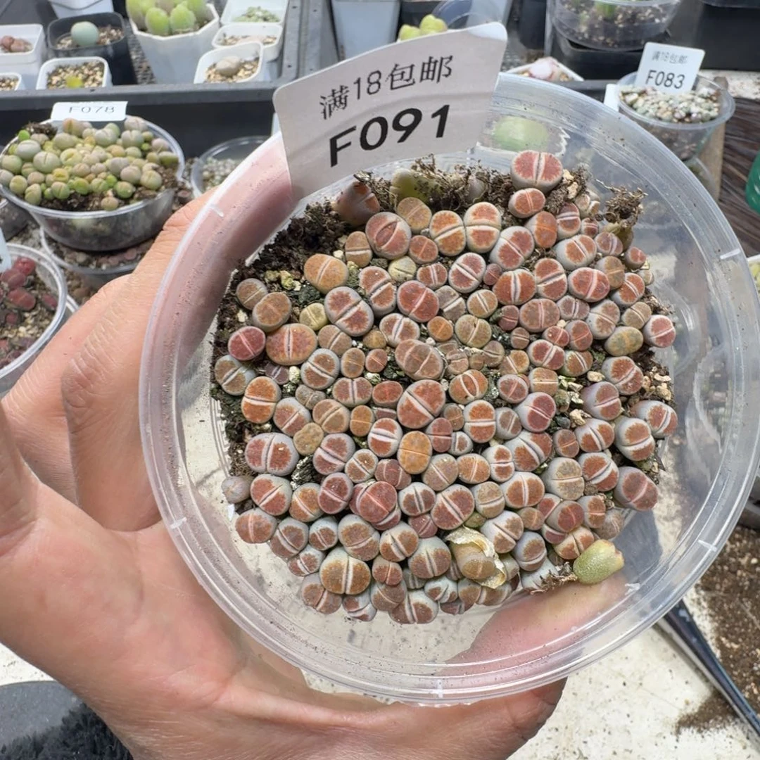 F091。 红窗一大盒