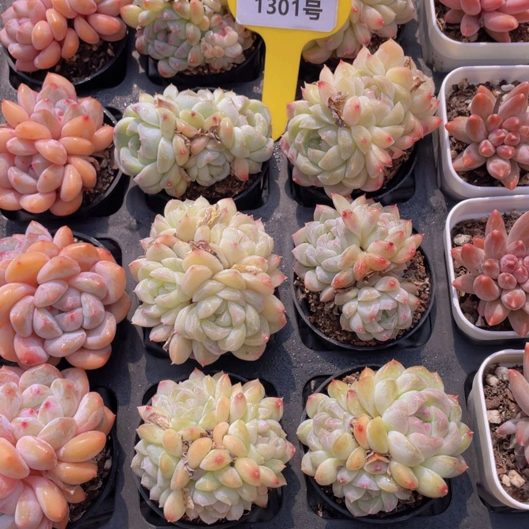 1301号精品白桃汽水多头群一个