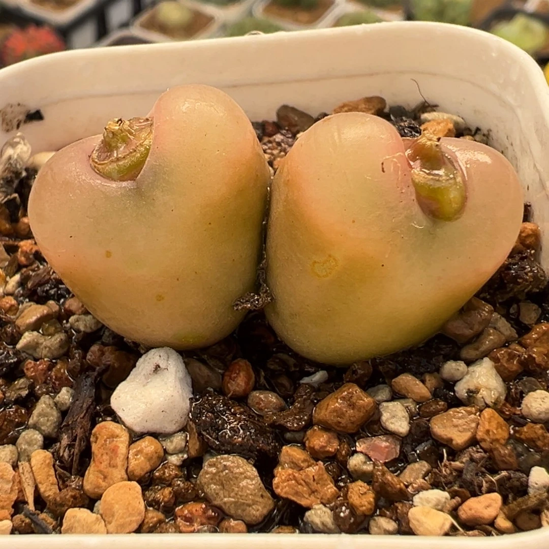 185多肉植物种类和