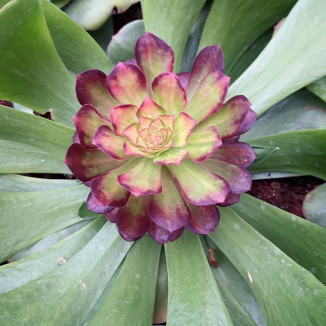 万圣节超宽中斑春节福利预售秋天发货