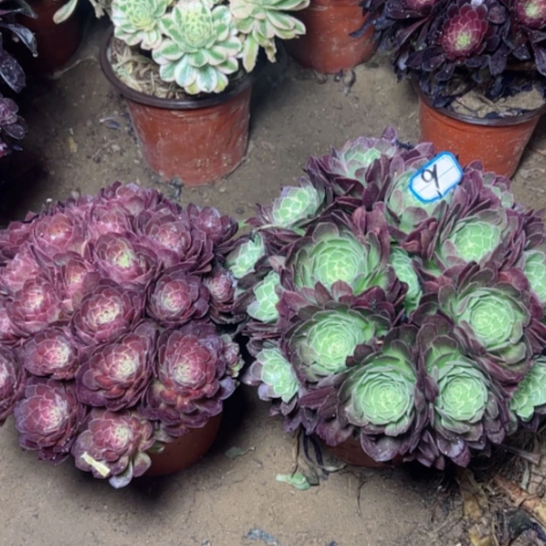 【闪购商品】多肉植物组合9