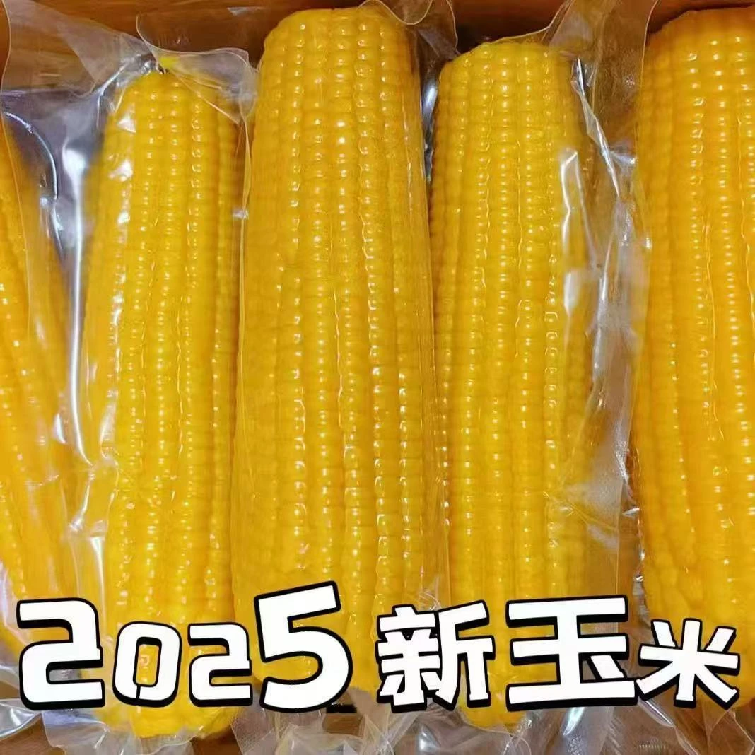 k【支持试吃8根】到手15棒包含试吃2025年新黄糯软糯香甜