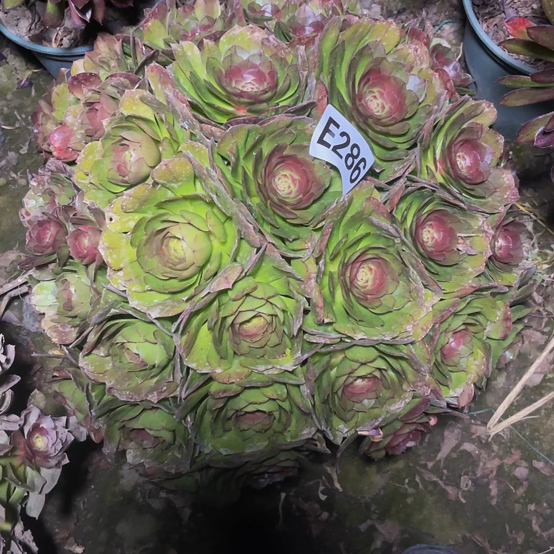 万圣节14/41包邮法师