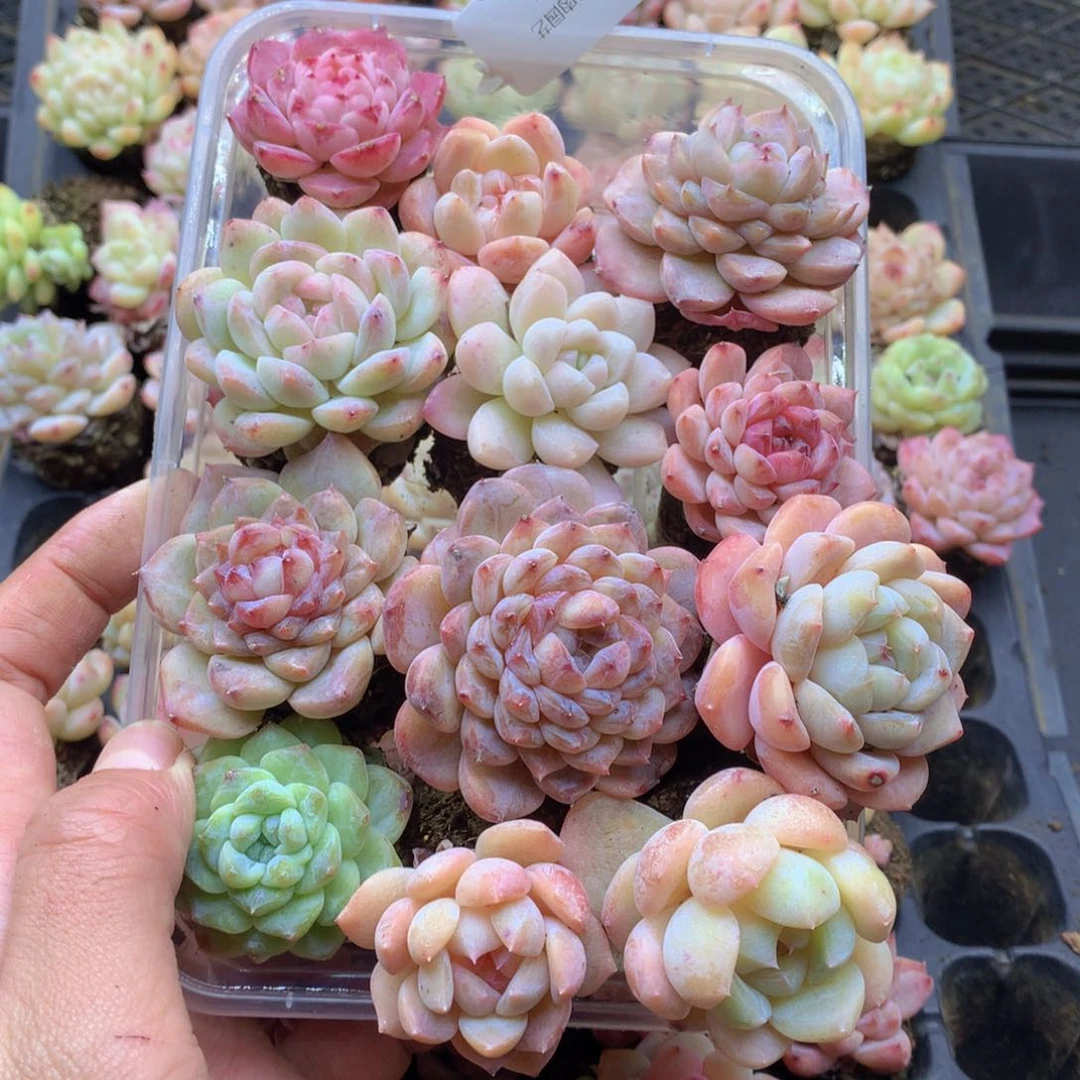 反反复复还是很开心的064