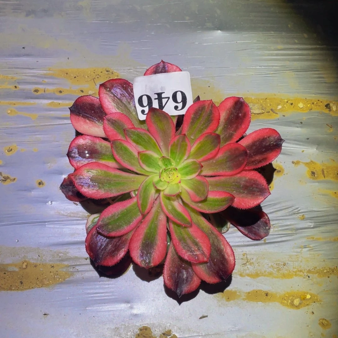 赤焰莲锦多肉植物646