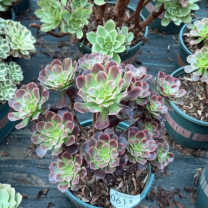0611欧嘉莉多肉植物