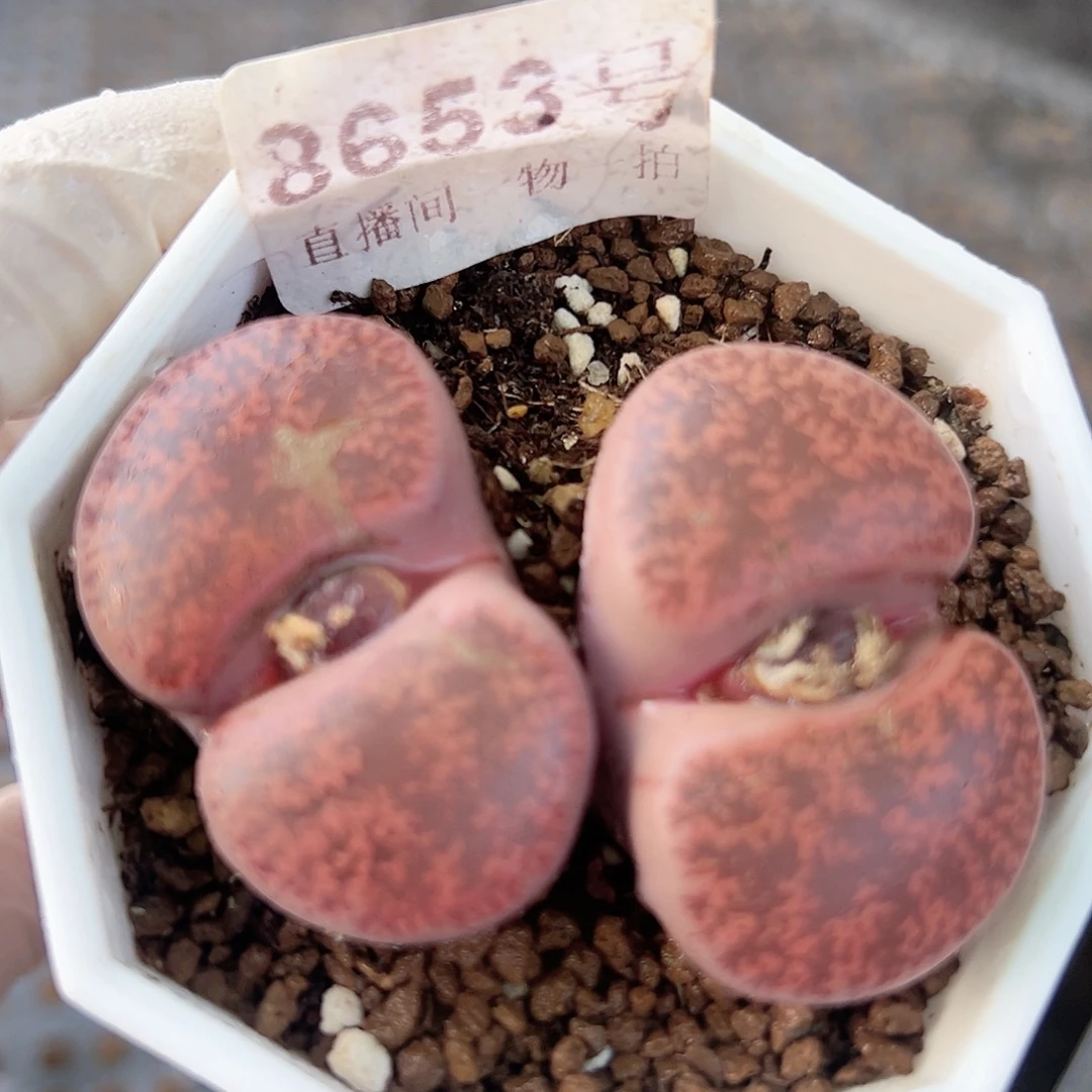 8653七年酒红大双头微瑕如图特价