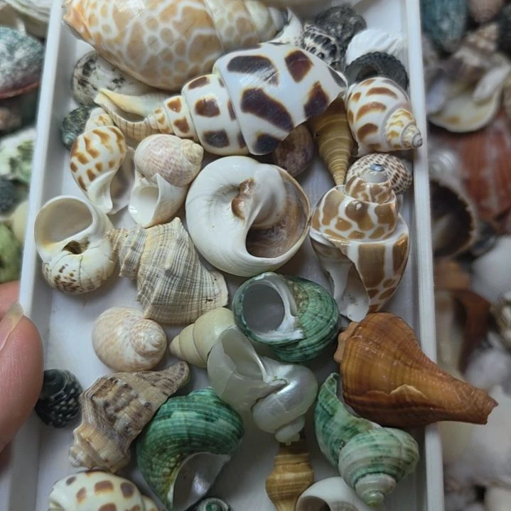 石材天然海螺贝壳寄居蟹替换壳