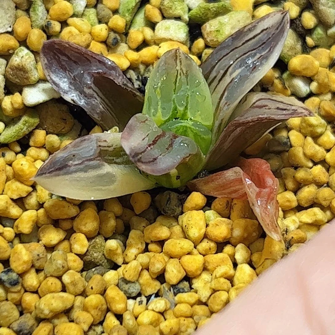 冰城锦十二卷多肉植物