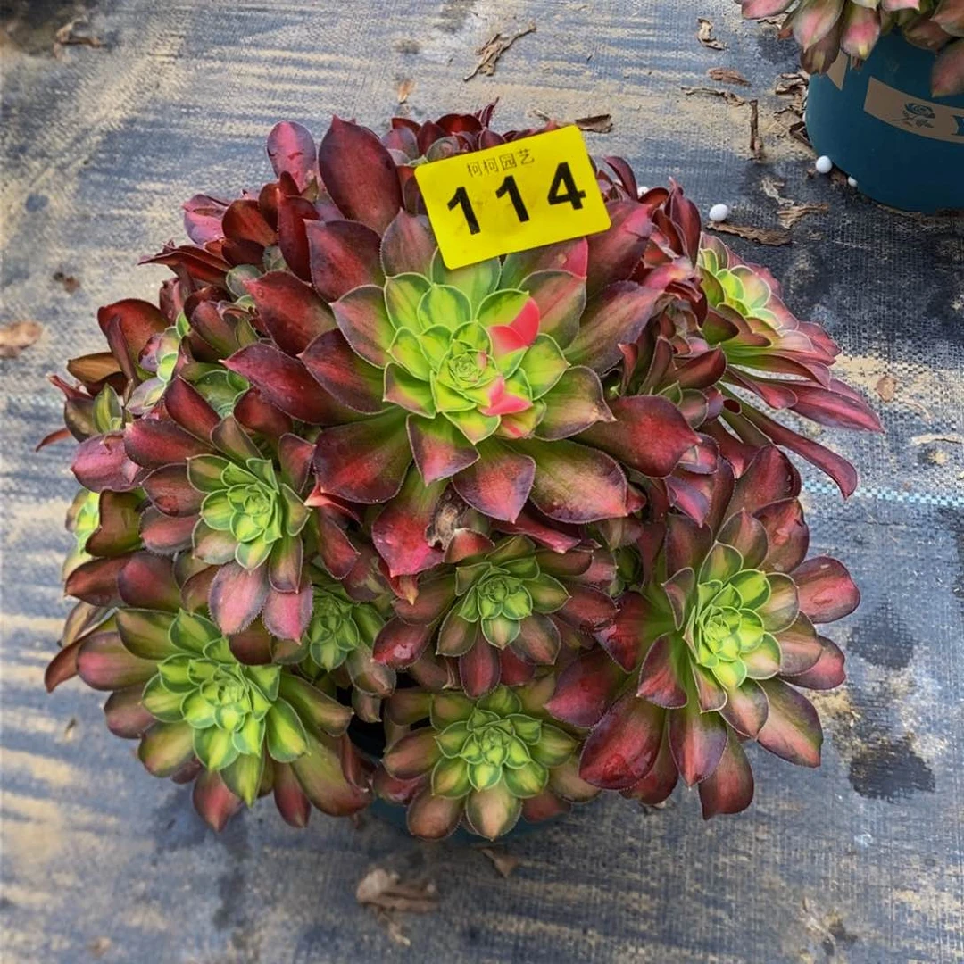 单**爸多肉0000114韶华