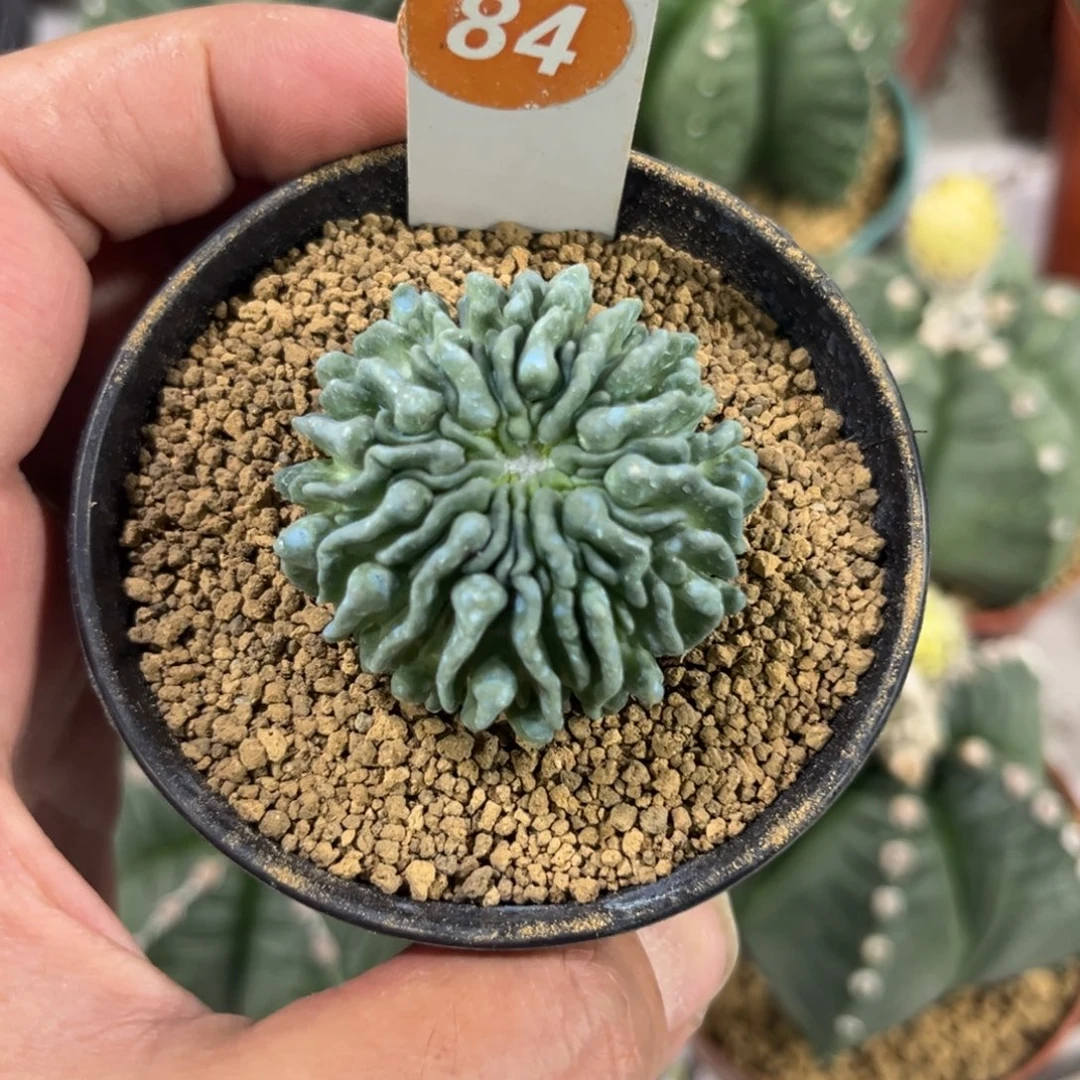 84蝌蚪球带盆带土