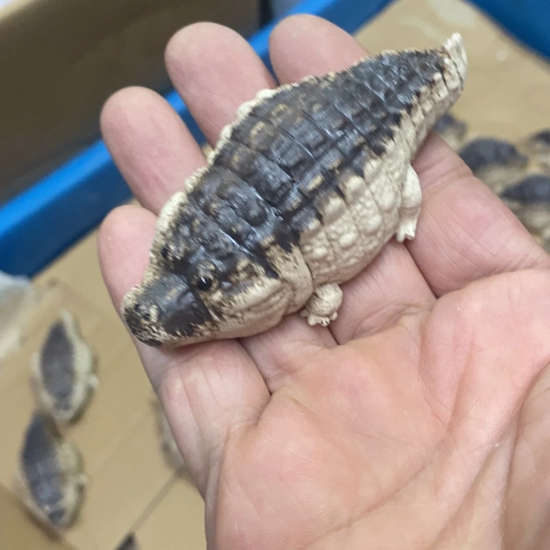 茶杯紫砂紫砂紫砂