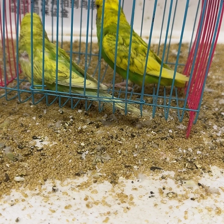 虎皮鹦鹉大头鹦鹉