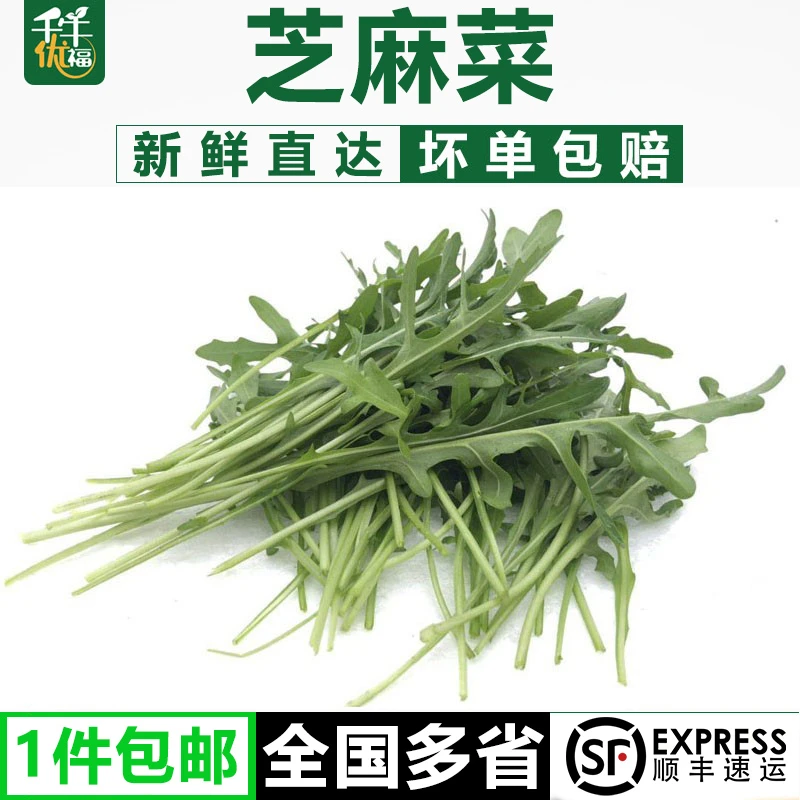 千牛优福芝麻菜500g-2500g火箭菜生菜新鲜蔬菜沙拉食材西餐配菜