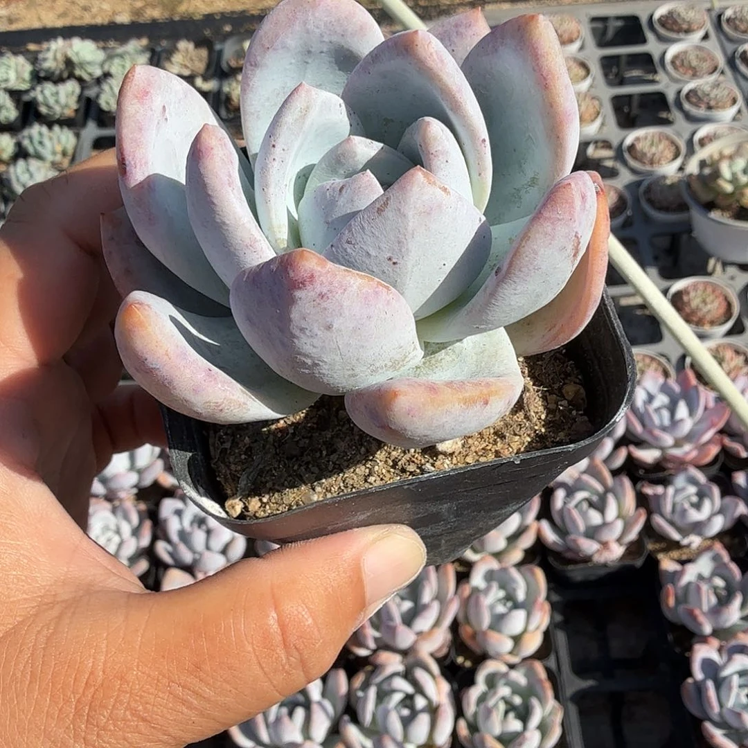 随机发七公分嫦娥满20包邮