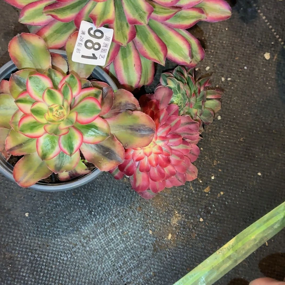 用****1福利不售后987