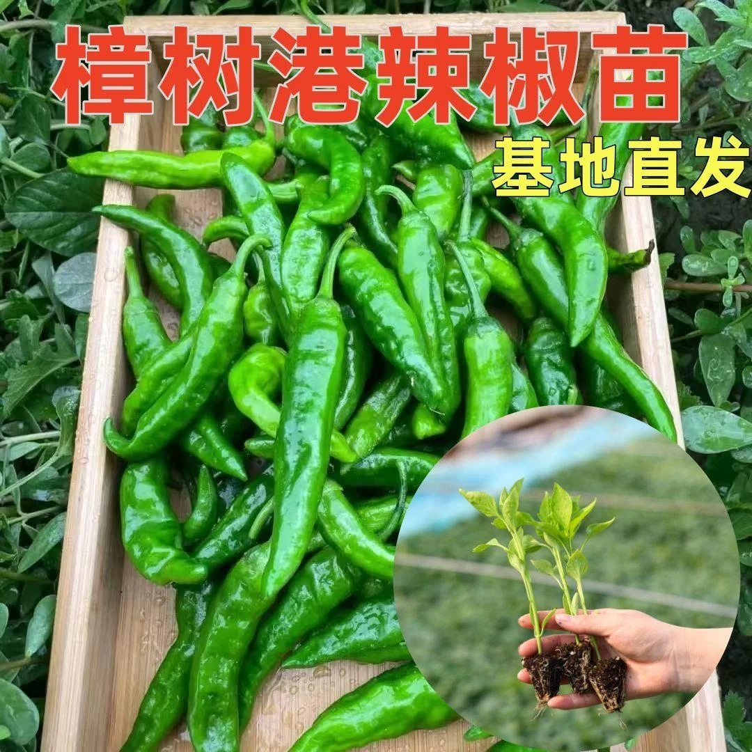 正宗樟树港辣椒苗带土秧苗湖南特产香辣椒苗四季阳台庭院种植秧苗