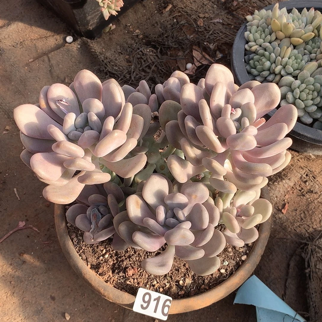 916月美人一物一拍多肉