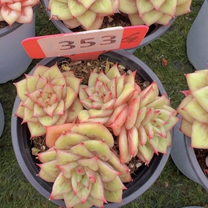 健健康康平平安安