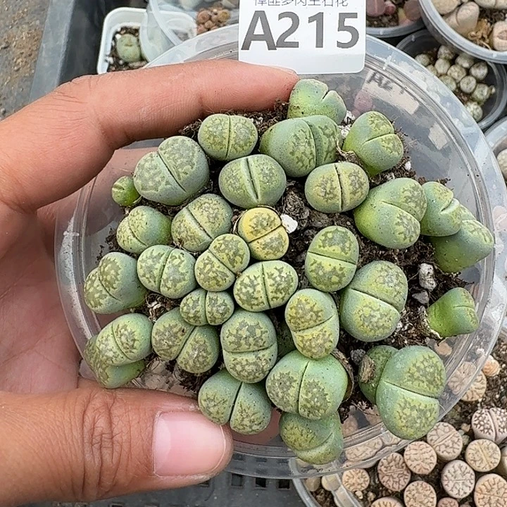 215多肉植物多肉植物