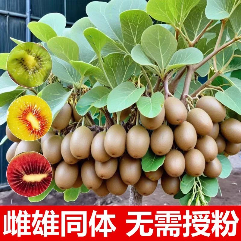 猕猴桃树苗徐香猕猴桃大果新品种耐寒盆栽地栽南北方种植当年结果