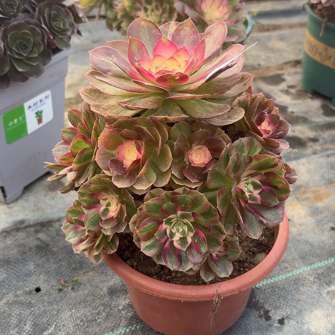 115荔枝多肉植物福利