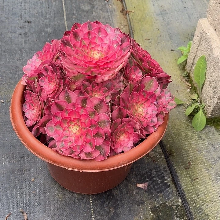 法师多肉植物倾城