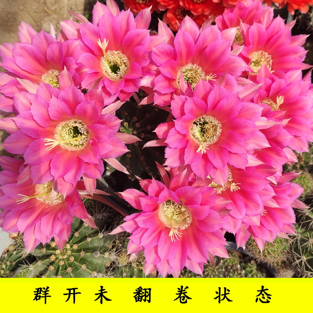 圆盘星云经典仙人球品种容易群开多季节开花品种