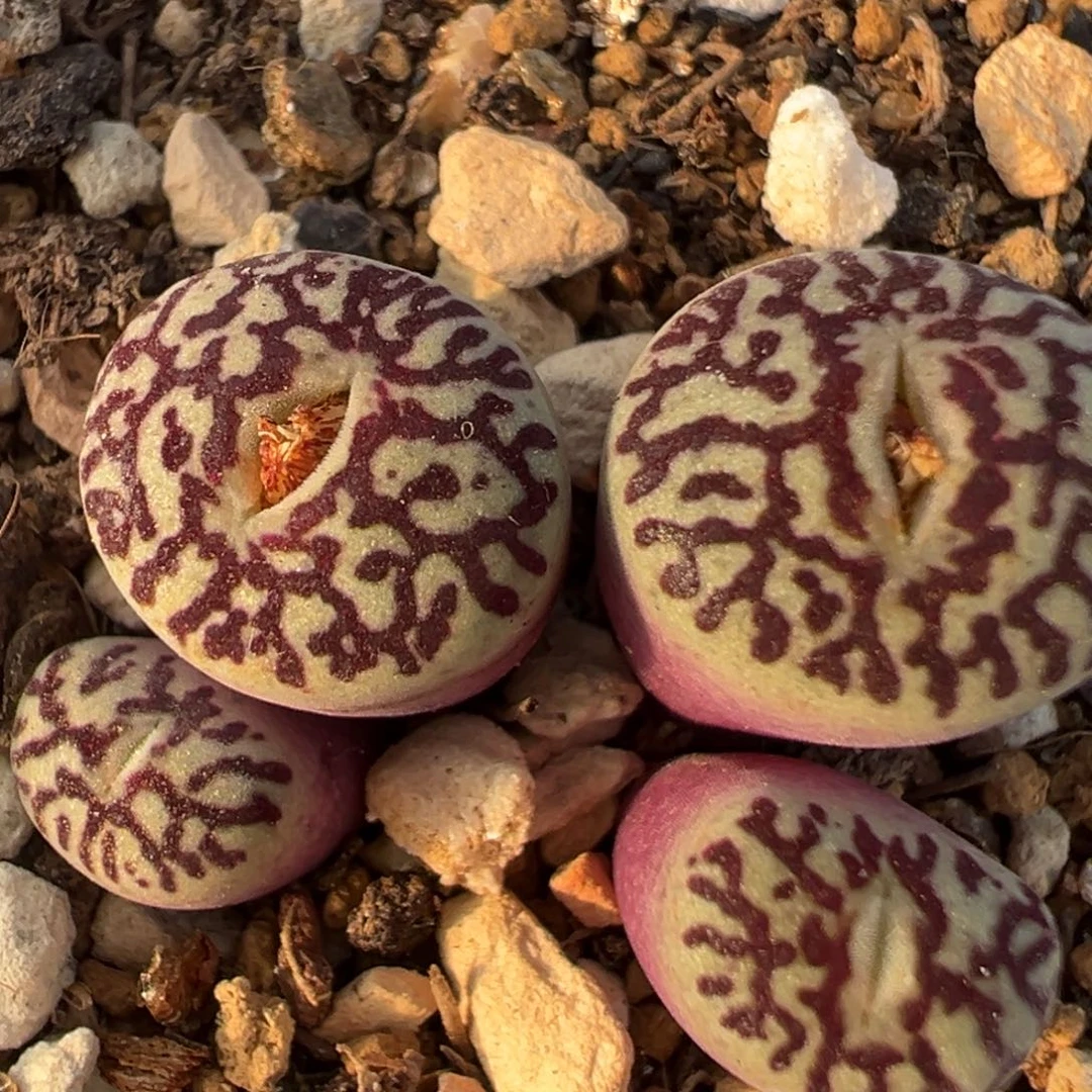 2102多肉植物百科知识