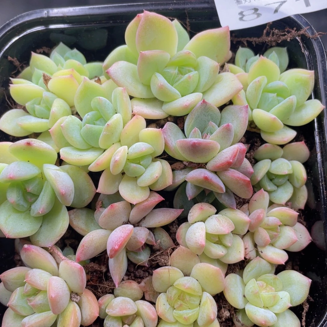 糕大上多肉植物871