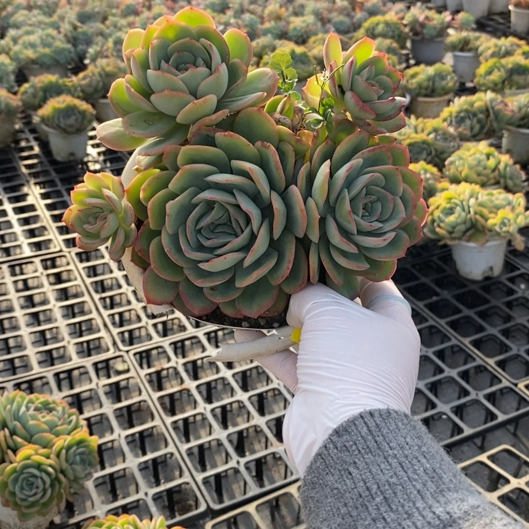 709晨露多头一物一拍