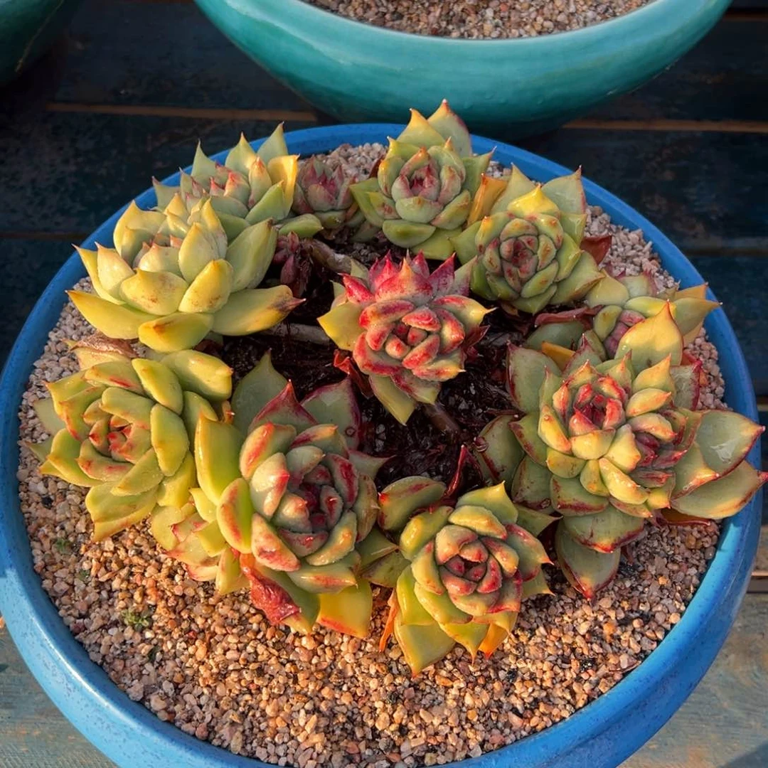 从前慢多肉精选编号0122.宝石锦