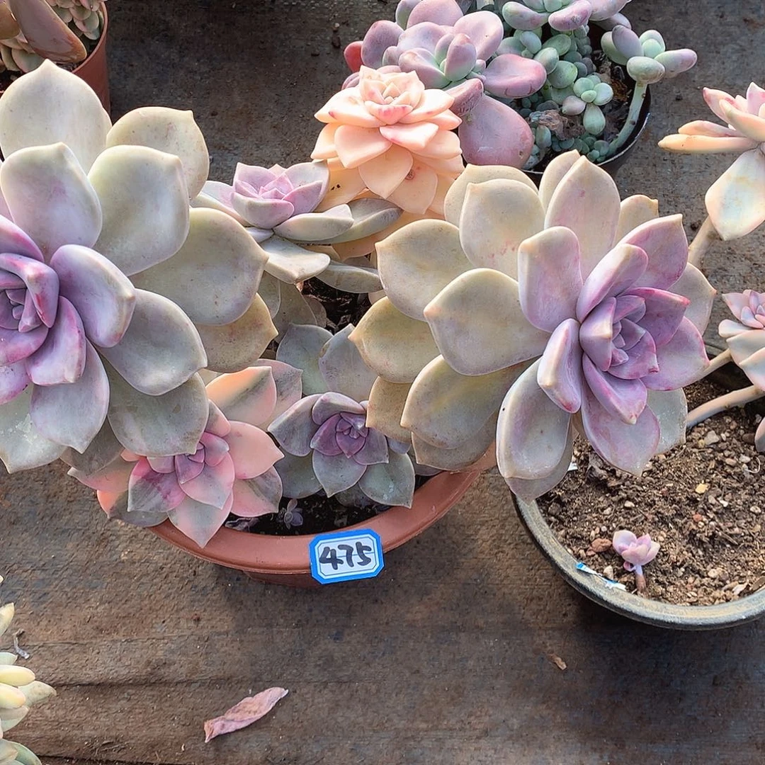 475紫乐锦 一物一拍多肉