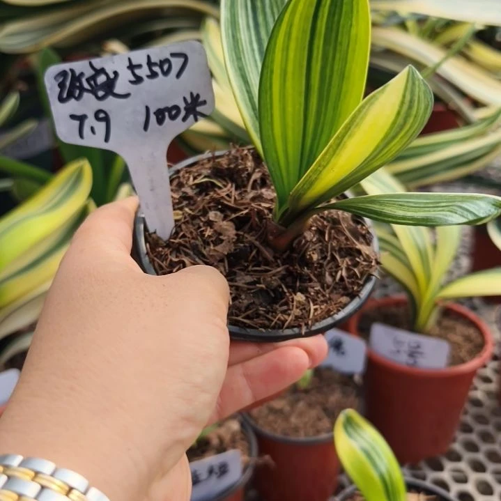 改***己当前无花栽培后可以开花五彩金秋--100