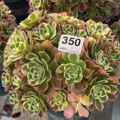 350白凤朵朵25厘米左右