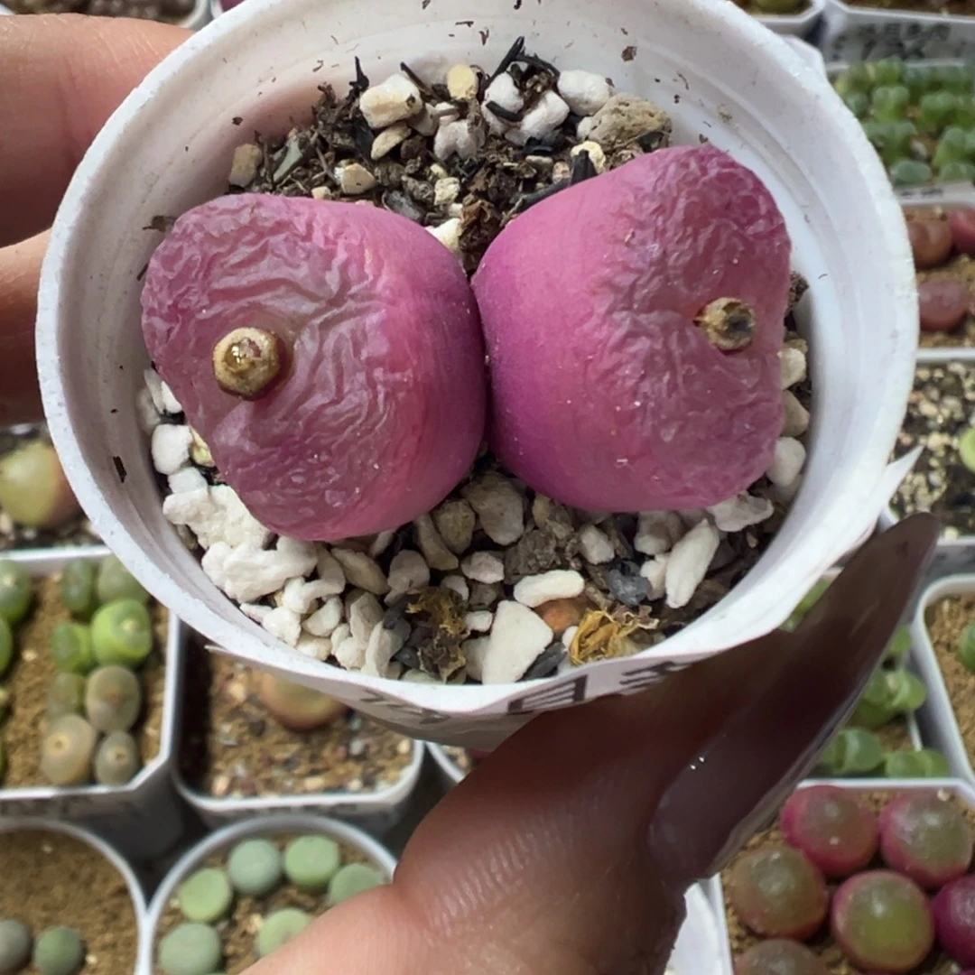 103毛汉尼带盆土发货