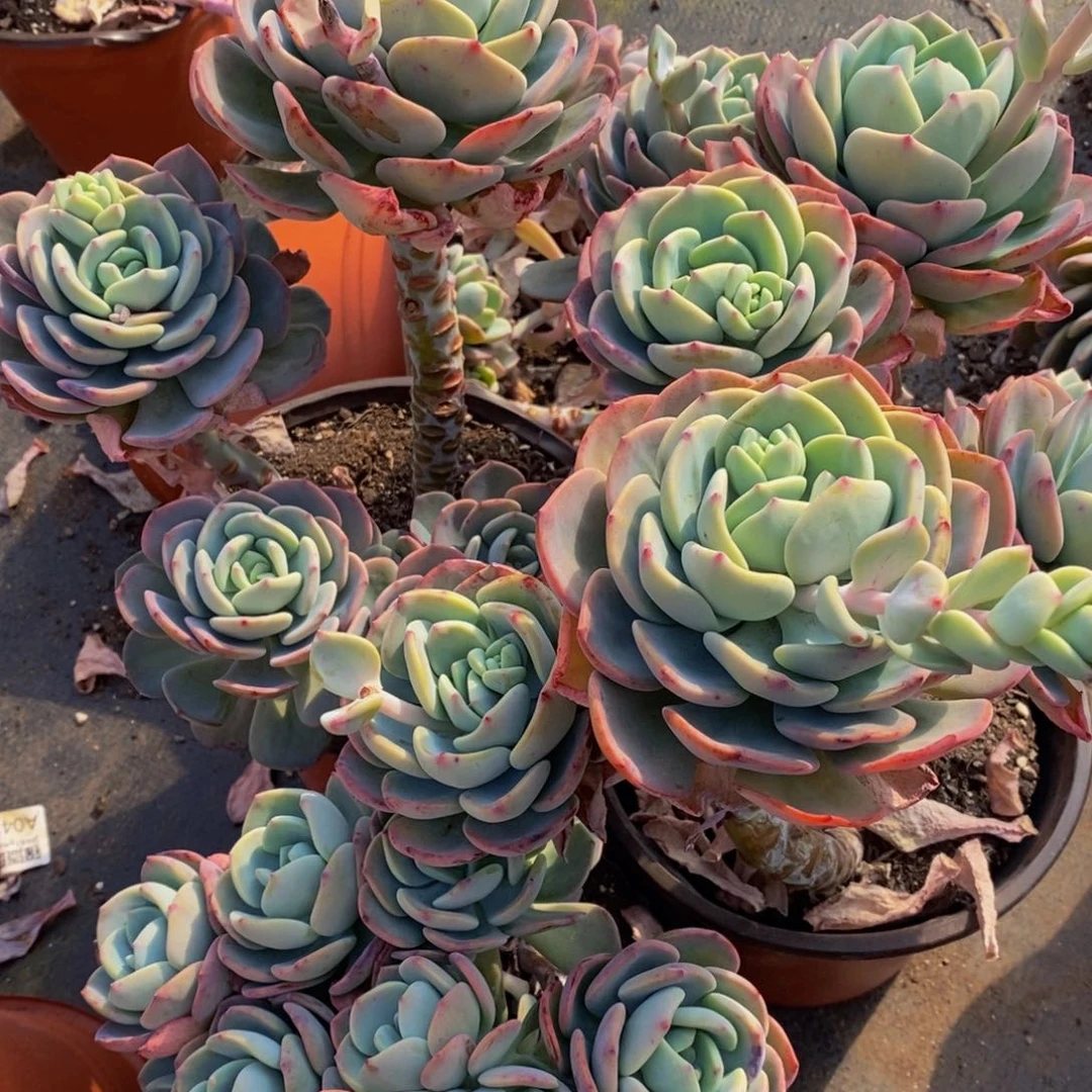 白月光三盆多肉植物