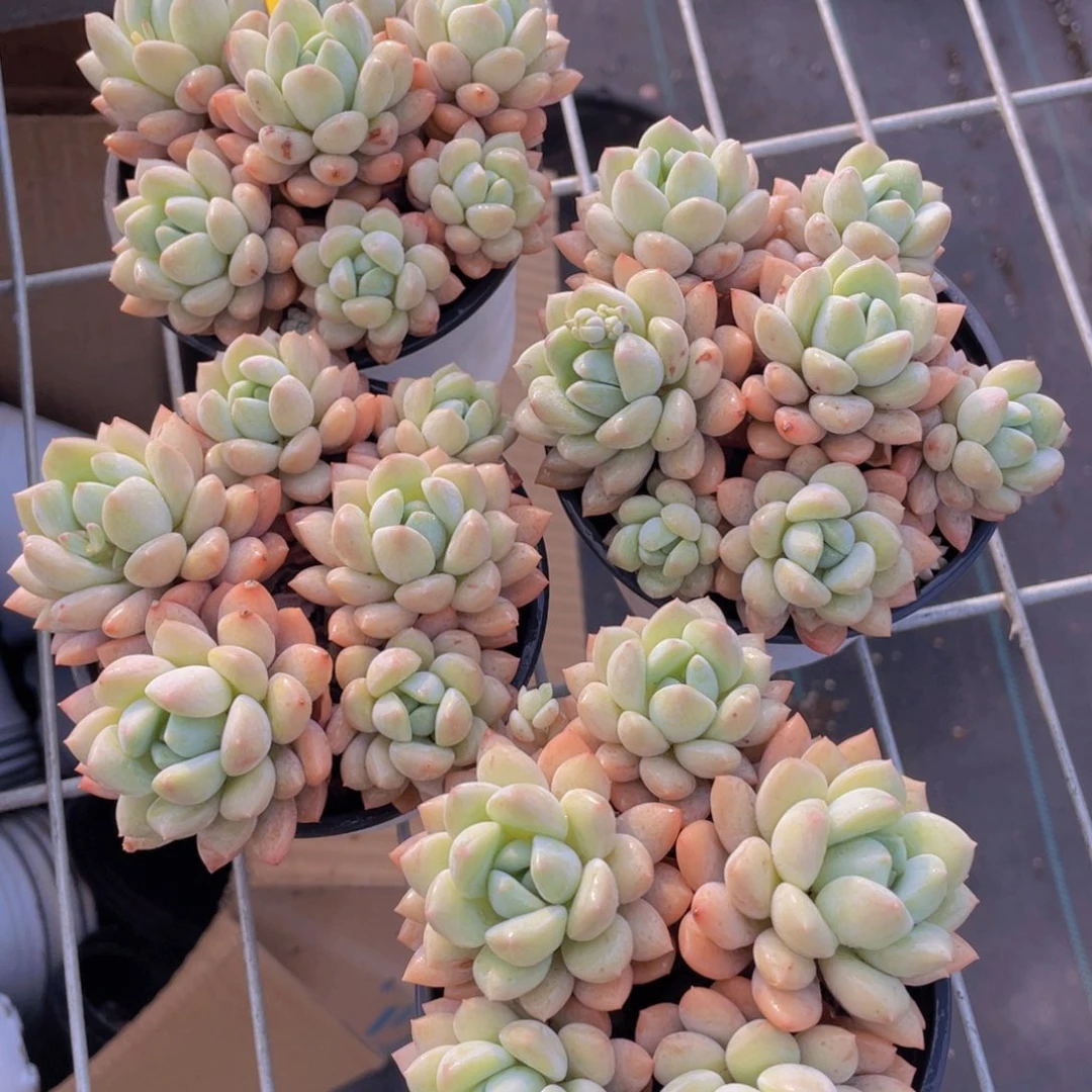 946号 多头捧花奶油泡泡大群一个