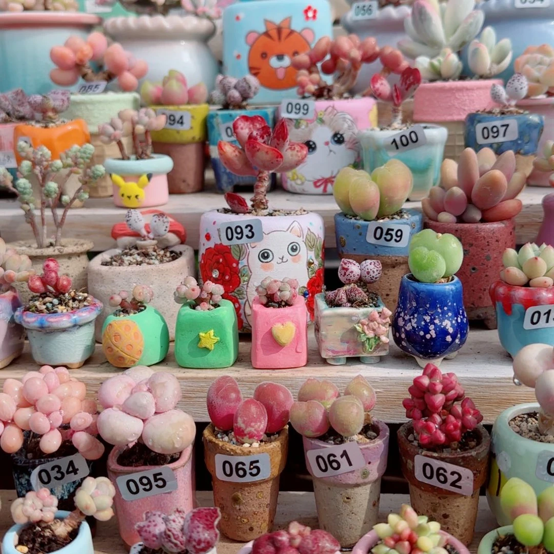 满38包邮 默认脱土发货 带土球需备注 价格不含盆