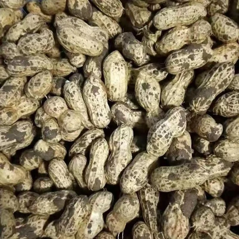 【顺丰包邮】湖北本地农家新鲜花生湿花生粉皮花生