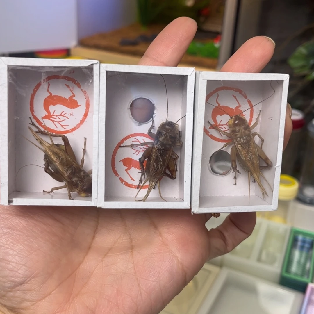 花脖子油葫芦3只拍拍拍