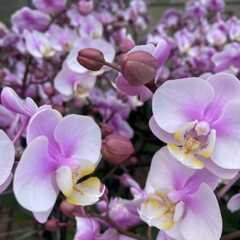 花都优选  小梅花花剑苗  3寸杯