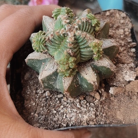 177仙人球的比赛将在