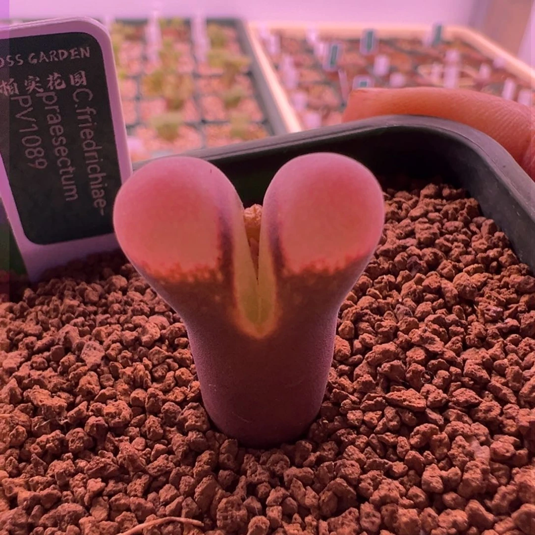 271。青蛙四年半1089鲑鱼粉母本全状态