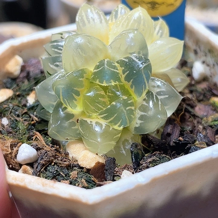 642双头糊斑水中月锦